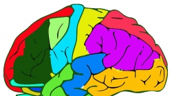 เครื่องมือพัฒนาทักษะสมอง Executive Functions (EF) ในเด็กปฐมวัย