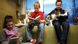 อ่านหนังสือให้แมวฟัง?